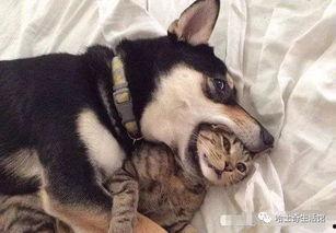 二狗很忙爆料视频大全,揭秘热门爆料视频背后的精彩故事